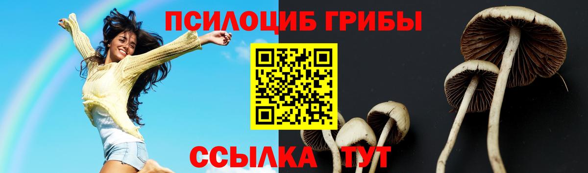 Псилоцибиновые грибы Psilocybe Чита